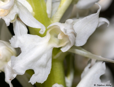 Androrchis mascula