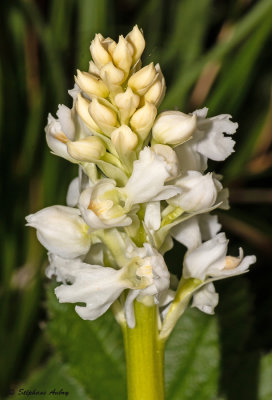 Androrchis mascula