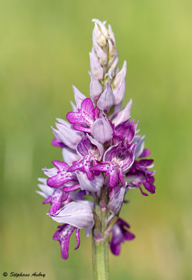 Orchis militaris