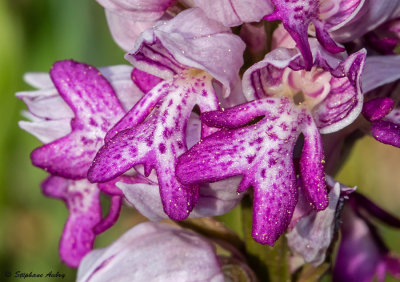 Orchis militaris