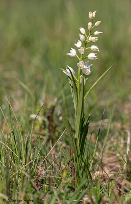 Cephalanthera longifolia