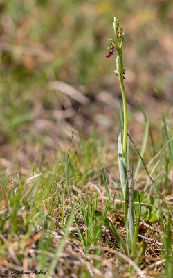 Ophrys insectifera