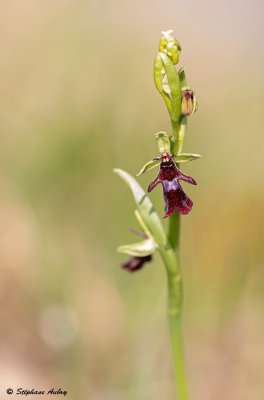 Ophrys insectifera