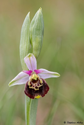 Ophrys fuciflora