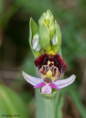 Ophrys fuciflora