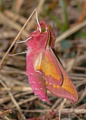 Deilephila porcellus