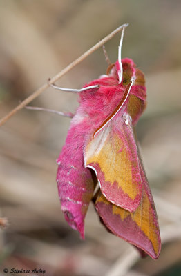 Deilephila porcellus