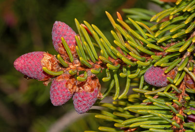 Picea abies