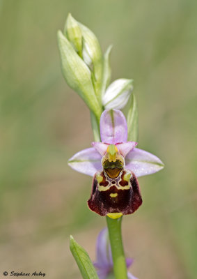 Ophrys fuciflora