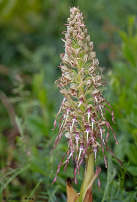 Himantoglossum hircinum