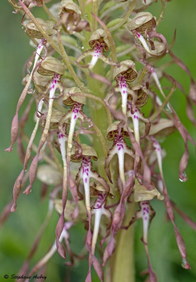 Himantoglossum hircinum