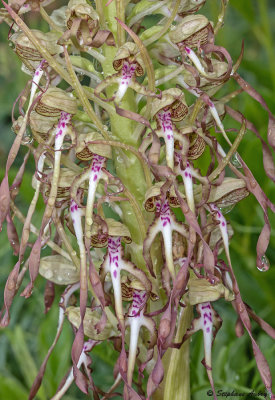 Himantoglossum hircinum