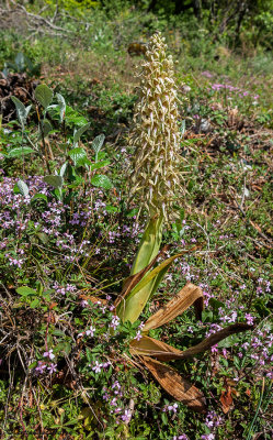 Himantoglossum hircinum