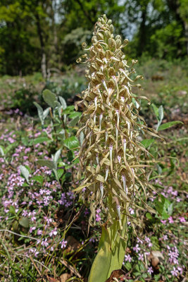 Himantoglossum hircinum