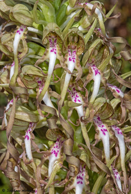 Himantoglossum hircinum