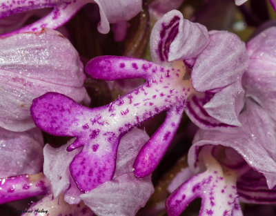 Orchis militaris