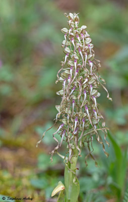 Himantoglossum hircinum