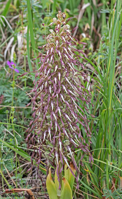 Himantoglossum hircinum