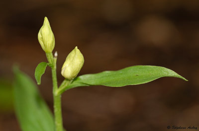 Cephalanthera damasonium