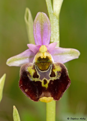 Ophrys fuciflora
