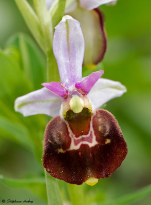 Ophrys fuciflora