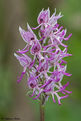 Orchis simia