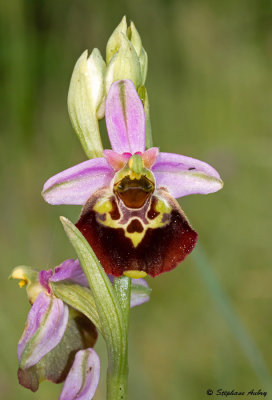 Ophrys fuciflora
