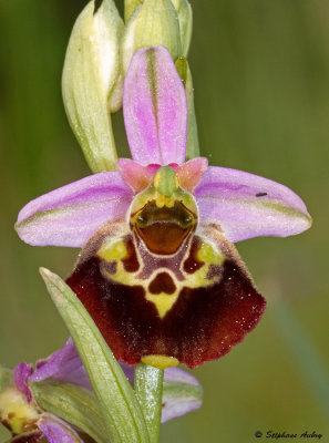 Ophrys fuciflora