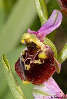 Ophrys fuciflora