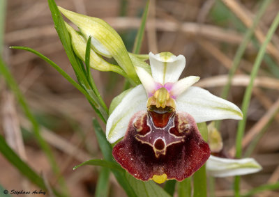 Ophrys fuciflora