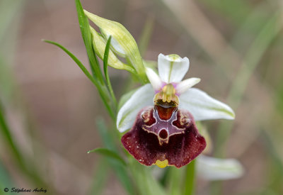 Ophrys fuciflora