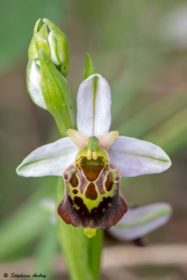 Ophrys fuciflora