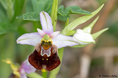 Ophrys fuciflora