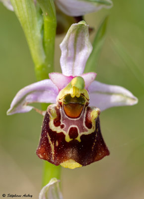Ophrys fuciflora
