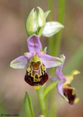 Ophrys fuciflora