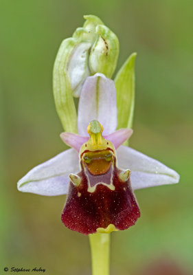 Ophrys fuciflora