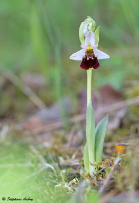 Ophrys fuciflora