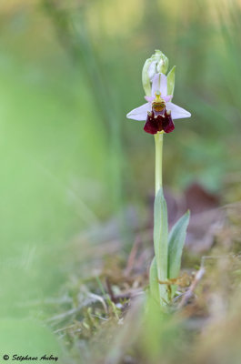 Ophrys fuciflora