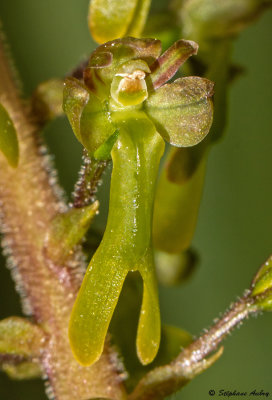 Neottia ovata