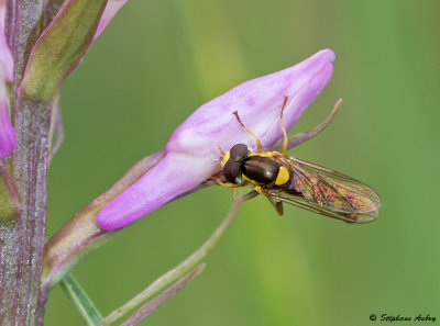 Dactylorhiza fuchsii