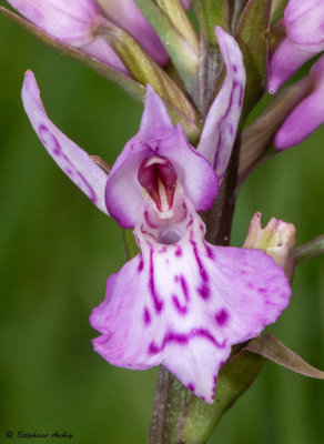 Dactylorhiza fuchsii