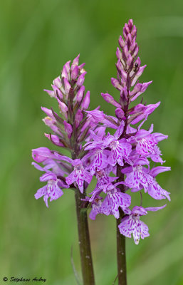Dactylorhiza fuchsii
