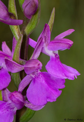 Anacamptis palustris