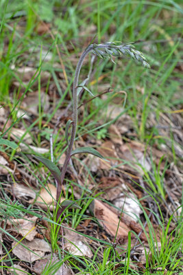 Epipactis microphylla