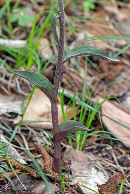 Epipactis microphylla