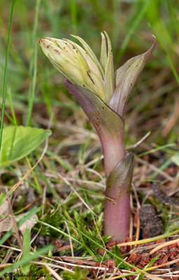 Epipactis microphylla