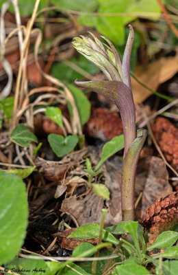 Epipactis microphylla