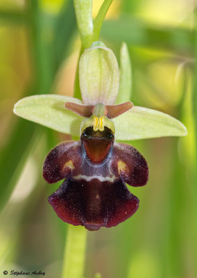 Ophrys fuciflora x O. insectifera