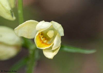 Cephalanthera damasonium