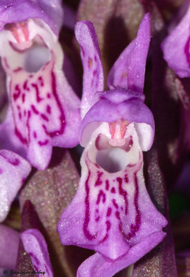 Dactylorhiza incarnata